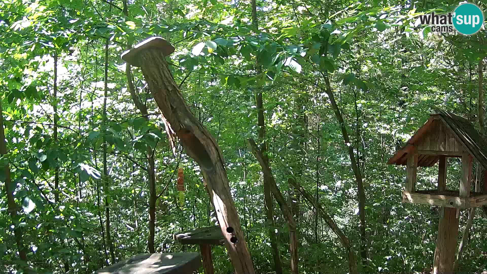 Krmilnice za ptiče v ZOO Ljubljana spletna kamera