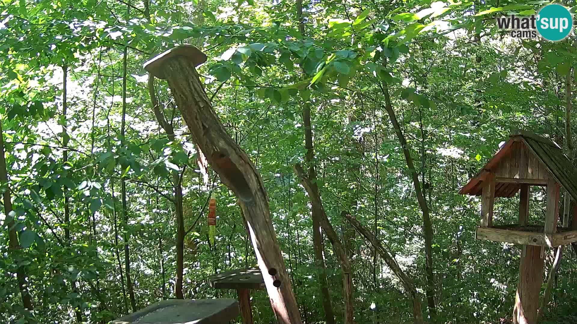Bird feeders at ZOO Ljubljana webcam