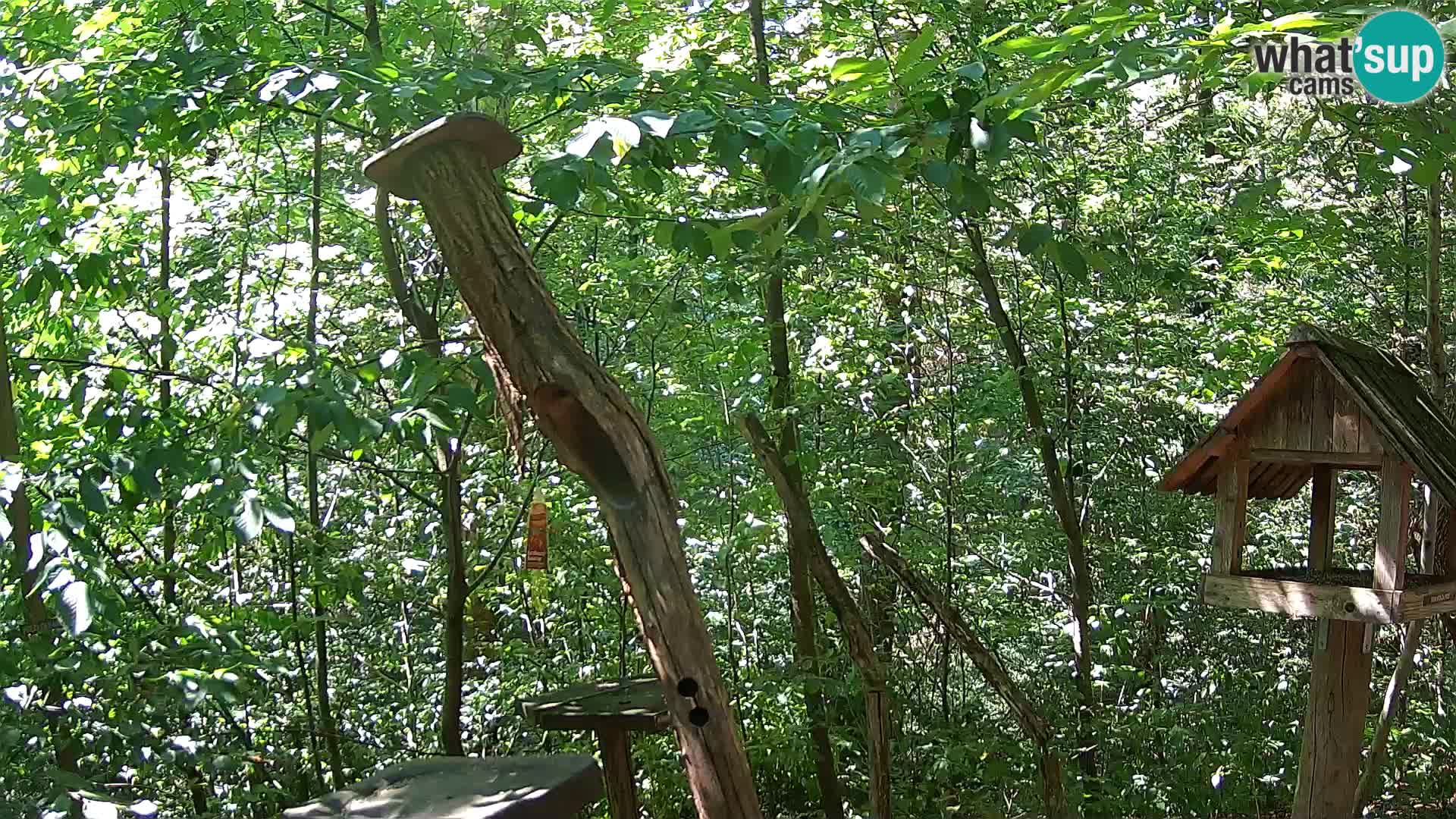 Hranilice za ptice u ZOO web kamera Ljubljana