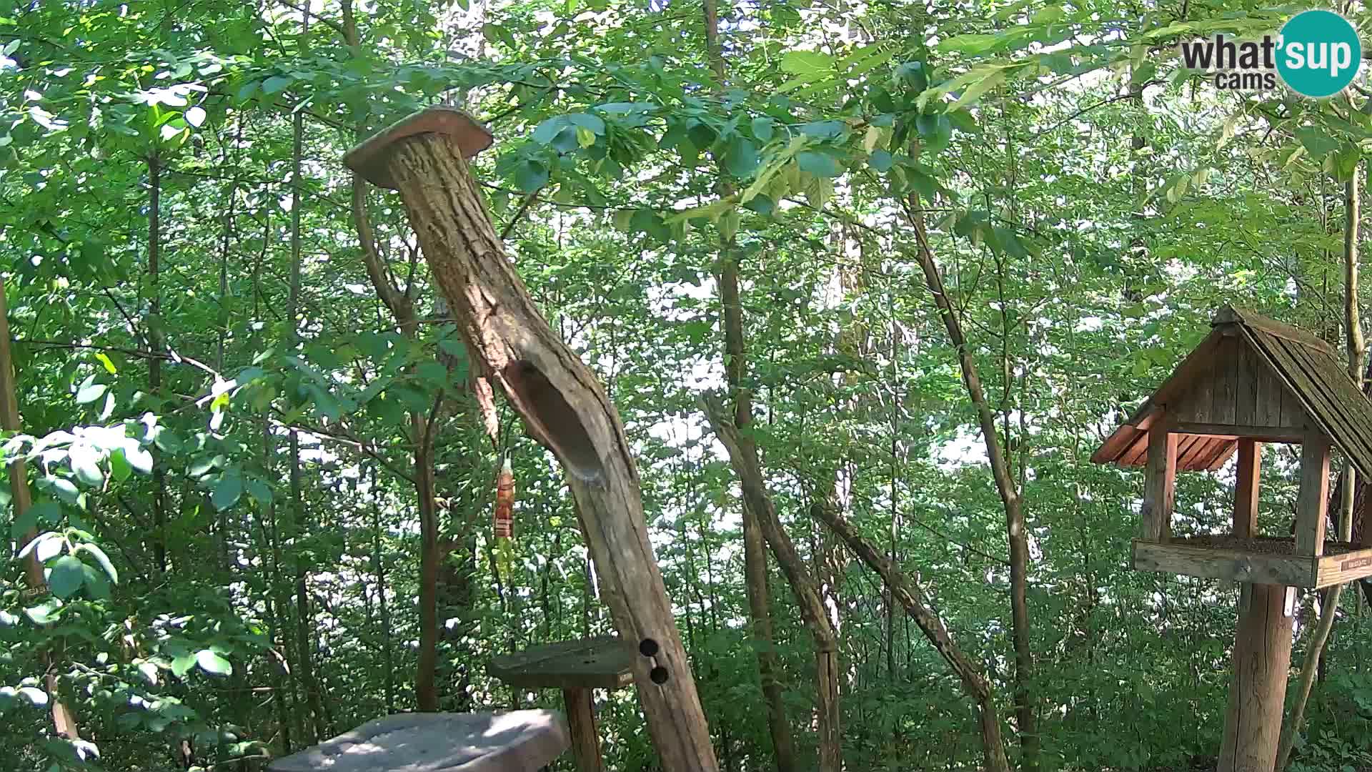 Comederos para pájaros en ZOO Ljubljana camera en vivo