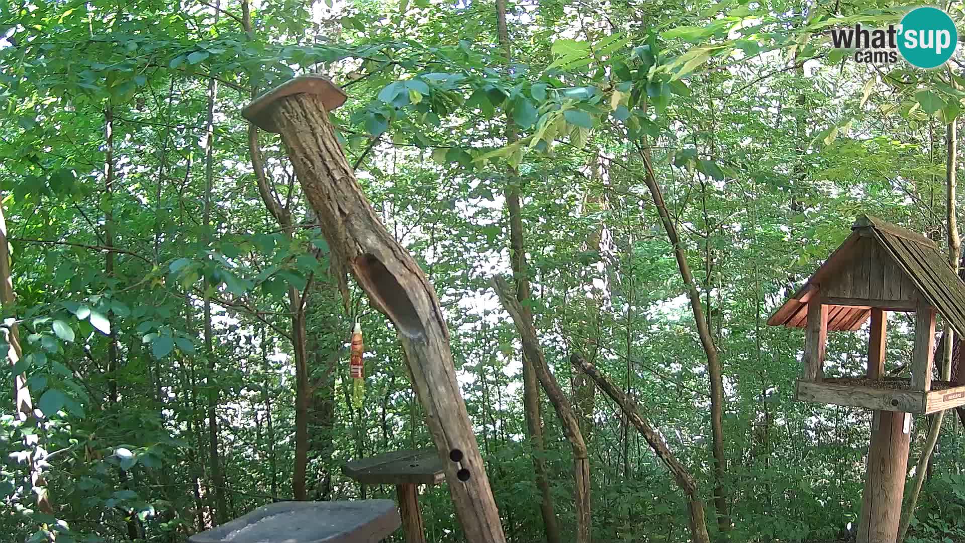 Bird feeders at ZOO Ljubljana webcam