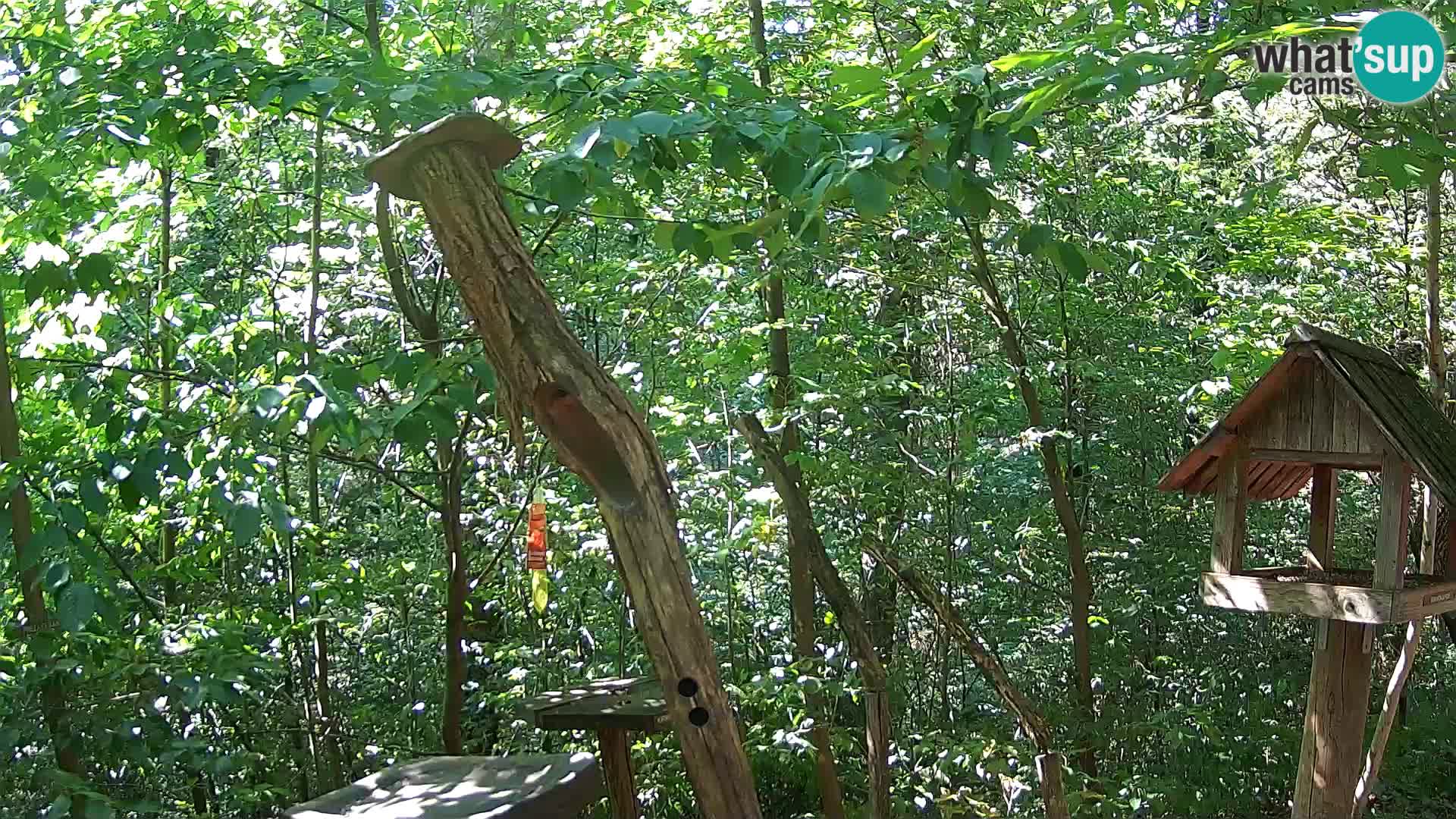 Mangiatoie per uccelli allo ZOO di Lubiana livecam