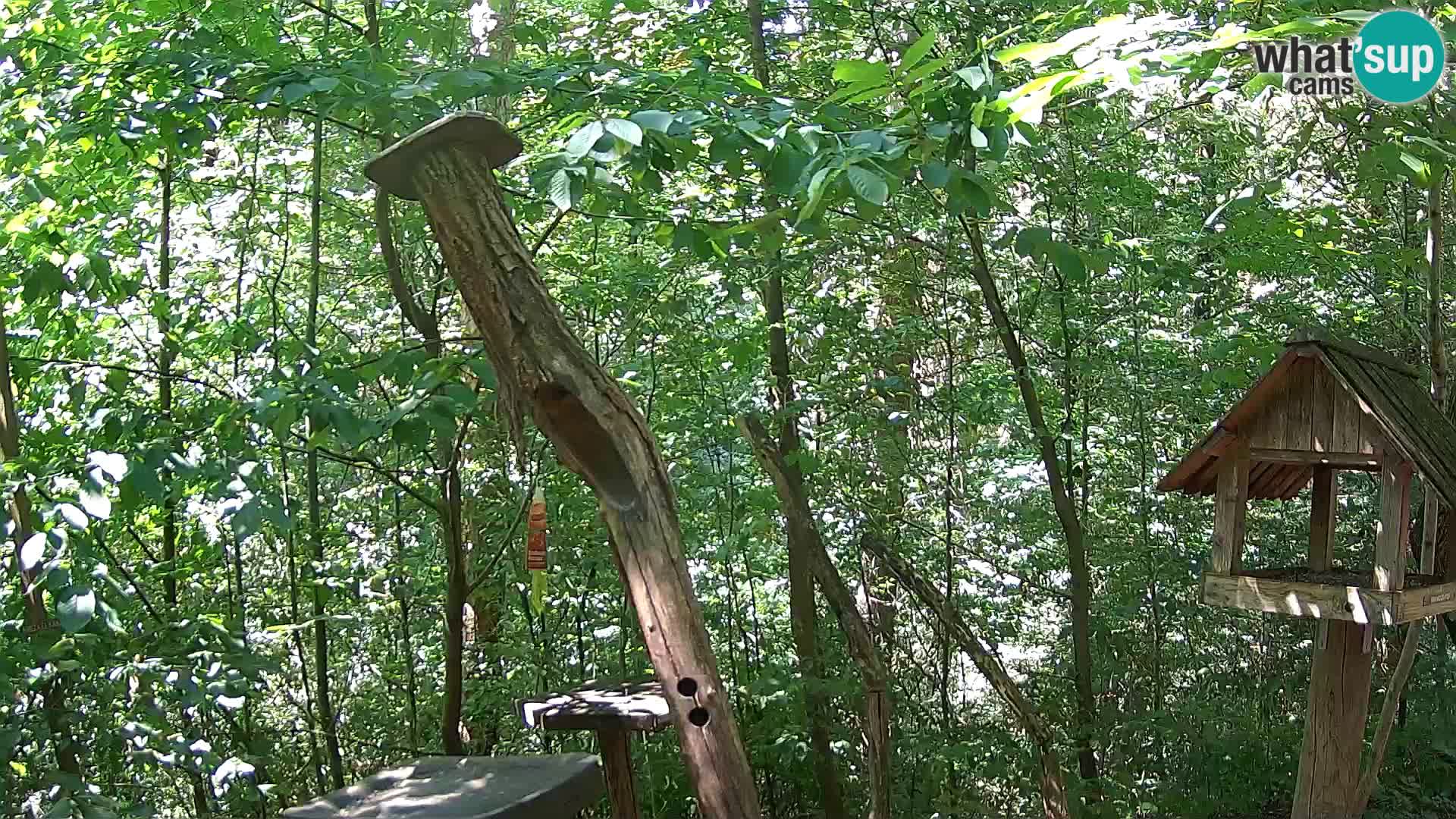 Hranilice za ptice u ZOO web kamera Ljubljana