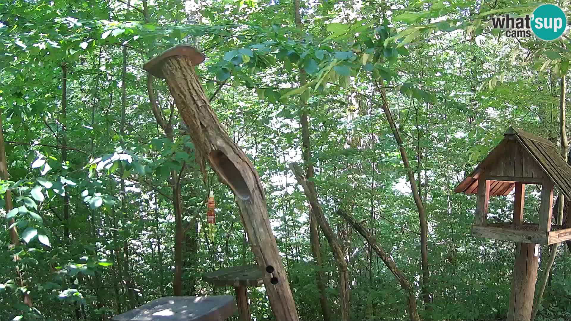 Vogelfutterhäuschen im ZOO webcam Ljubljana
