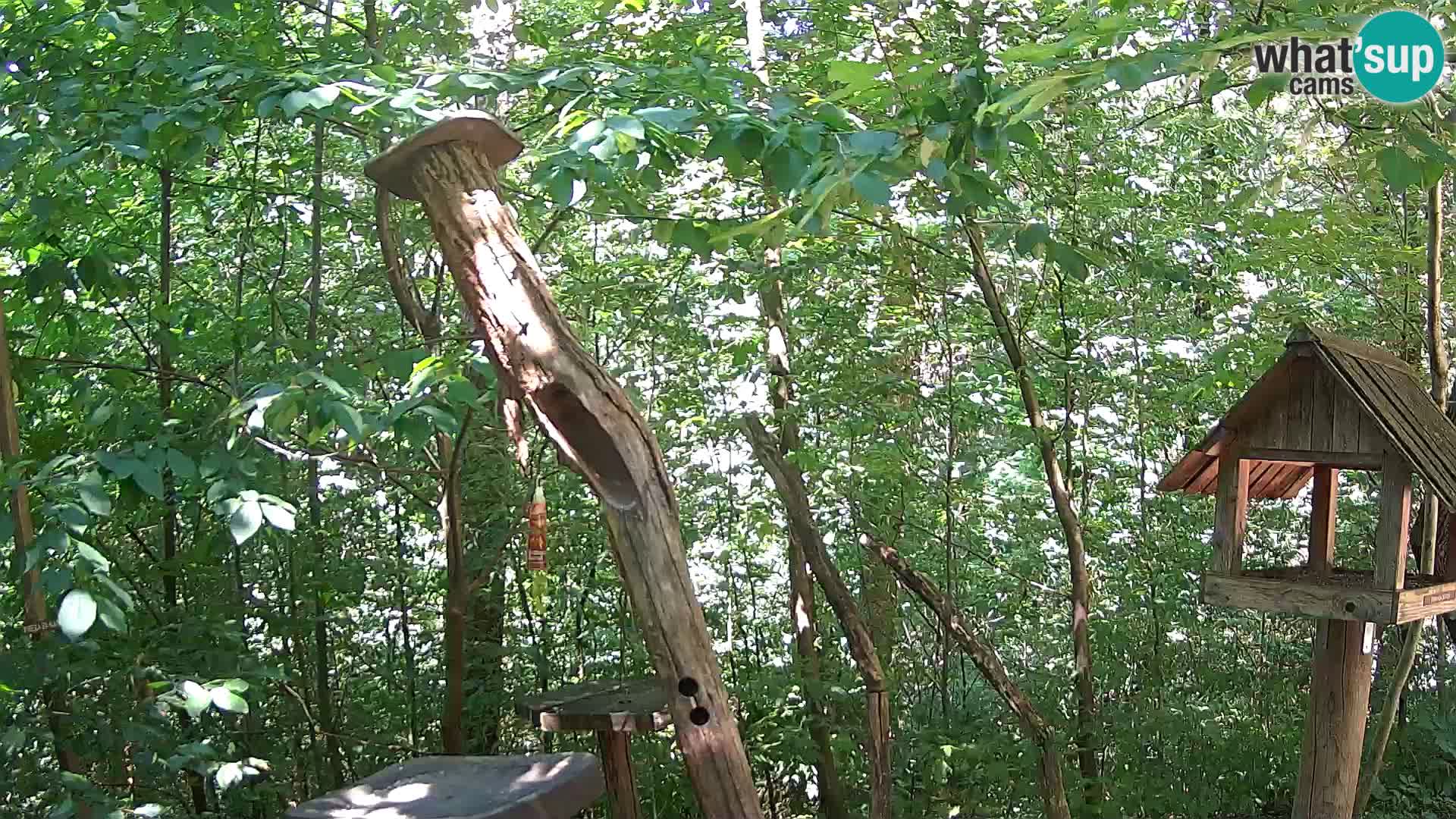 Mangeoires pour oiseaux au ZOO live webcam Ljubljana