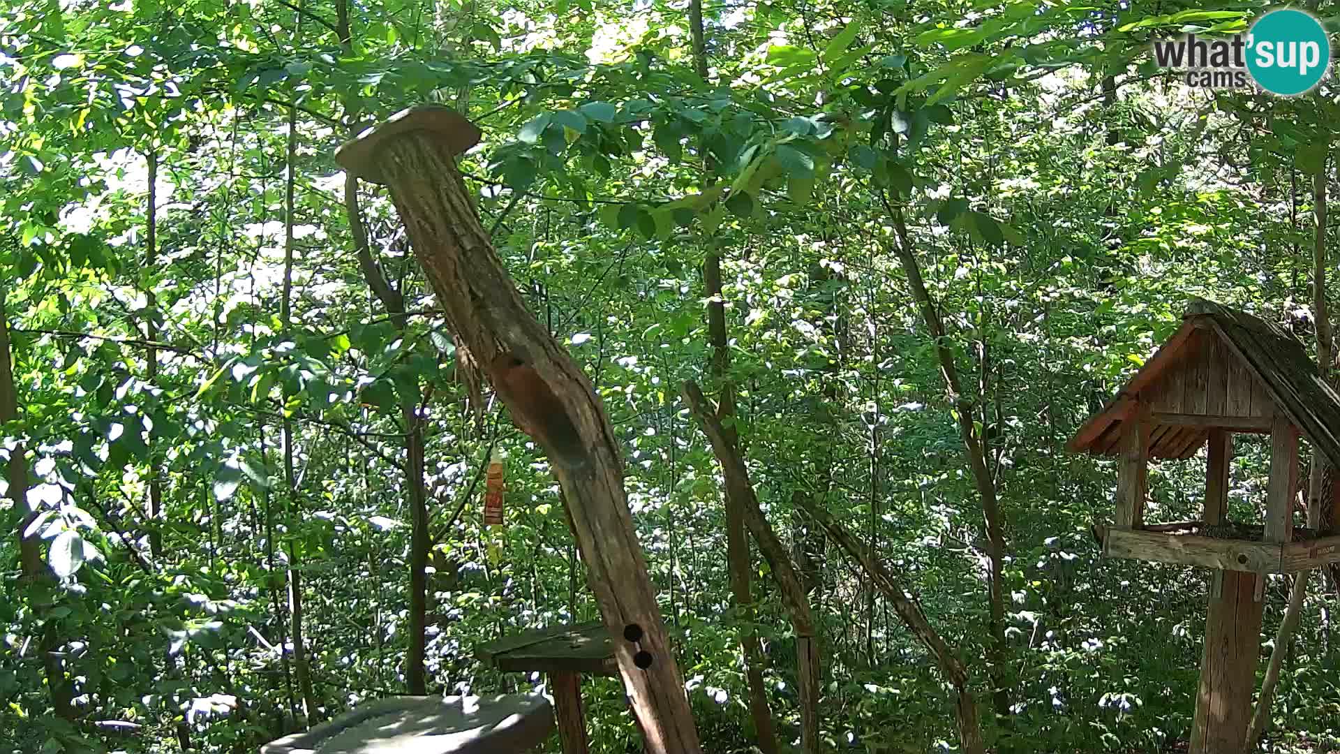 Bird feeders at ZOO Ljubljana webcam