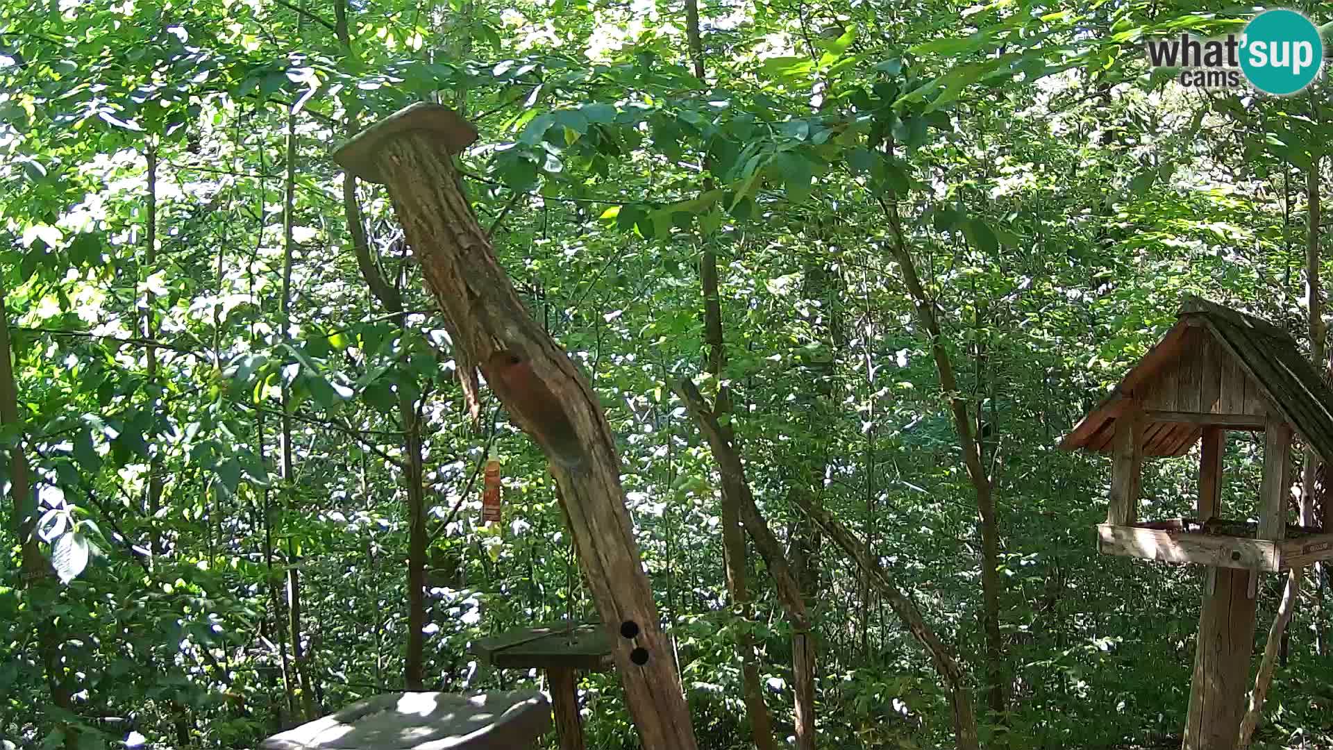Hranilice za ptice u ZOO web kamera Ljubljana