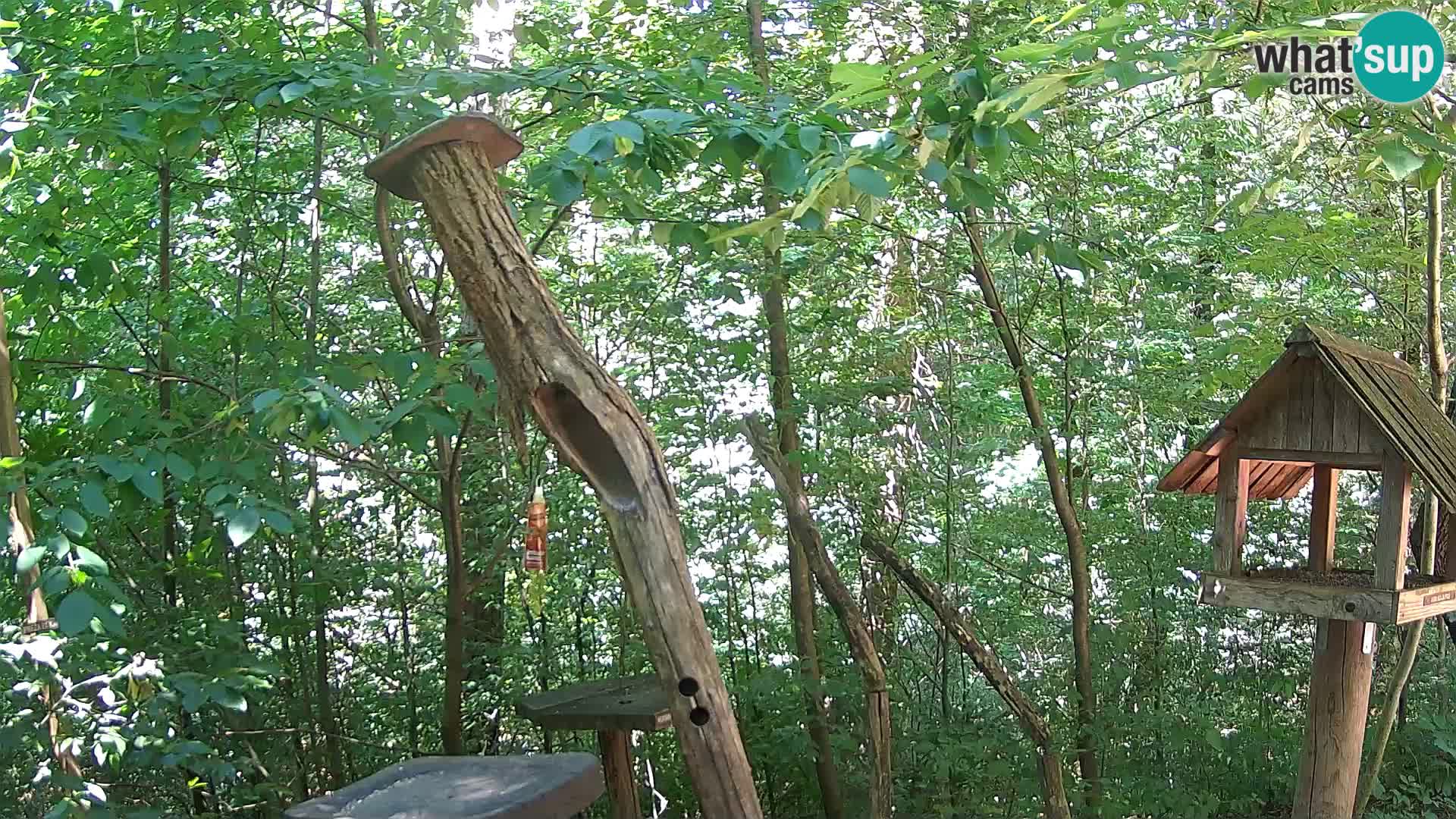Krmilnice za ptiče v ZOO Ljubljana spletna kamera