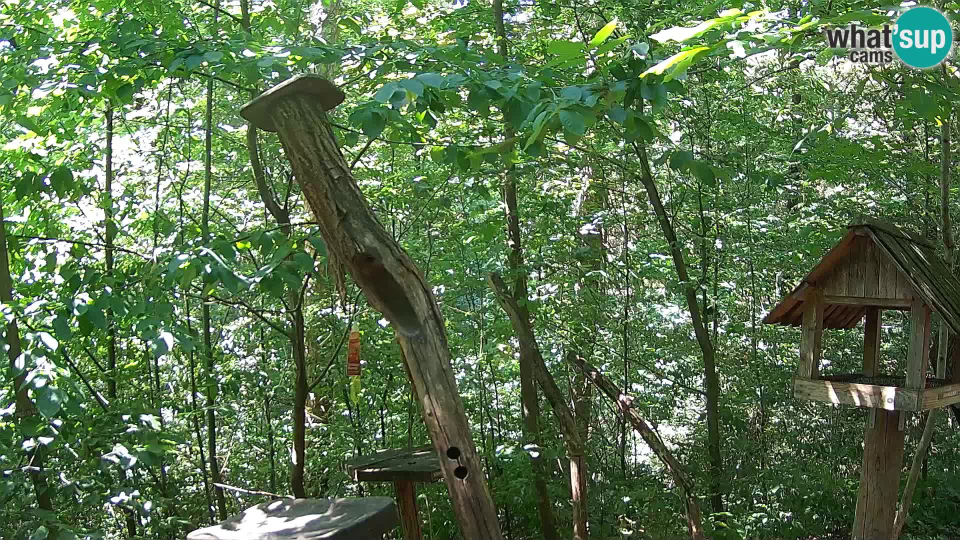 Comederos para pájaros en ZOO Ljubljana camera en vivo