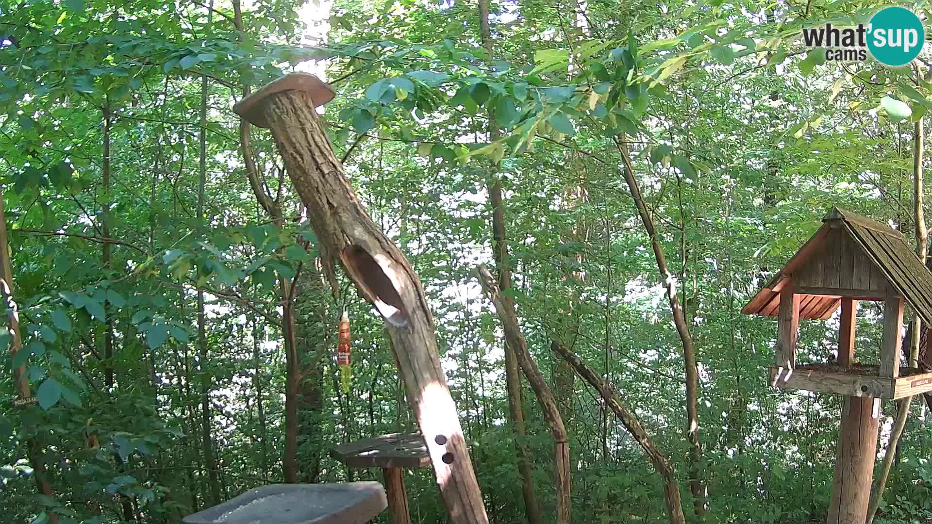 Comederos para pájaros en ZOO Ljubljana camera en vivo