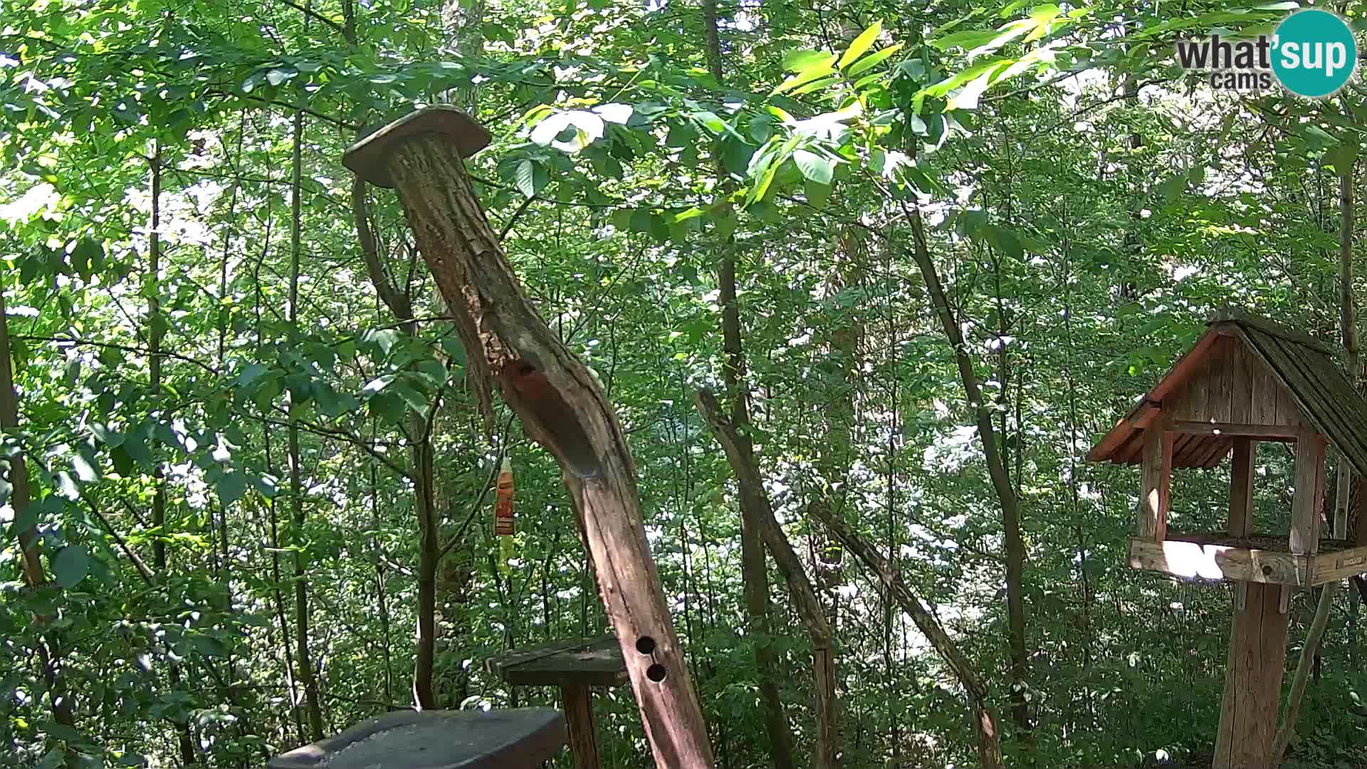 Mangeoires pour oiseaux au ZOO live webcam Ljubljana