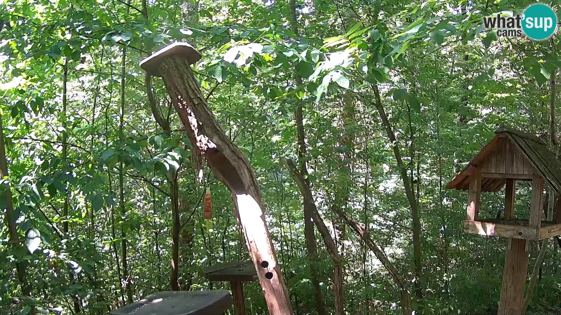 Vogelfutterhäuschen im ZOO webcam Ljubljana