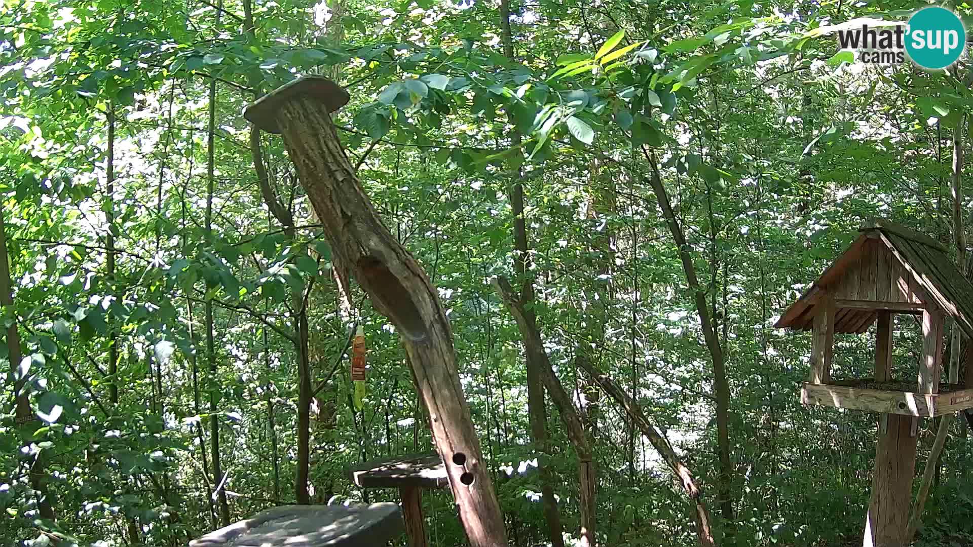 Mangiatoie per uccelli allo ZOO di Lubiana livecam