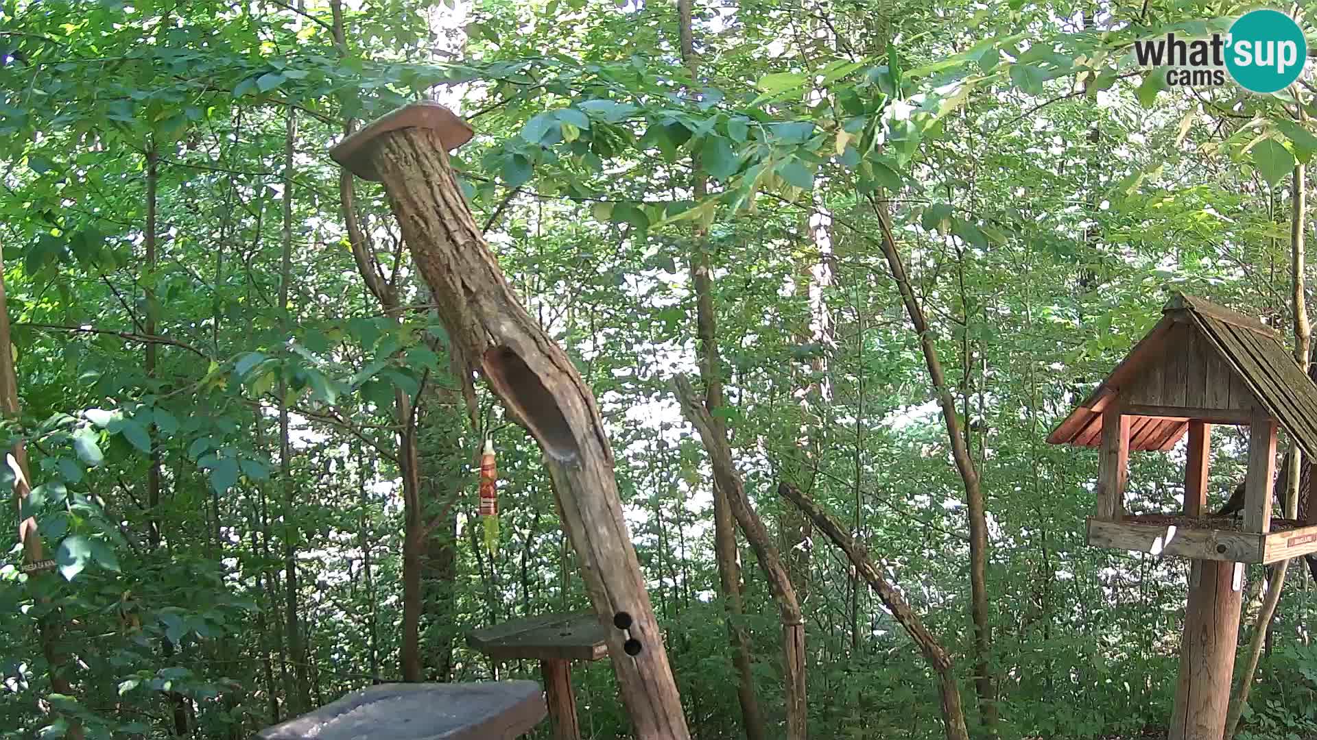 Bird feeders at ZOO Ljubljana webcam