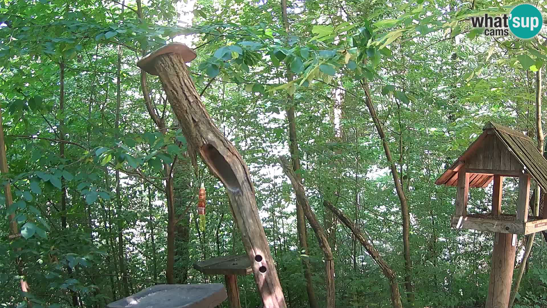 Vogelfutterhäuschen im ZOO webcam Ljubljana