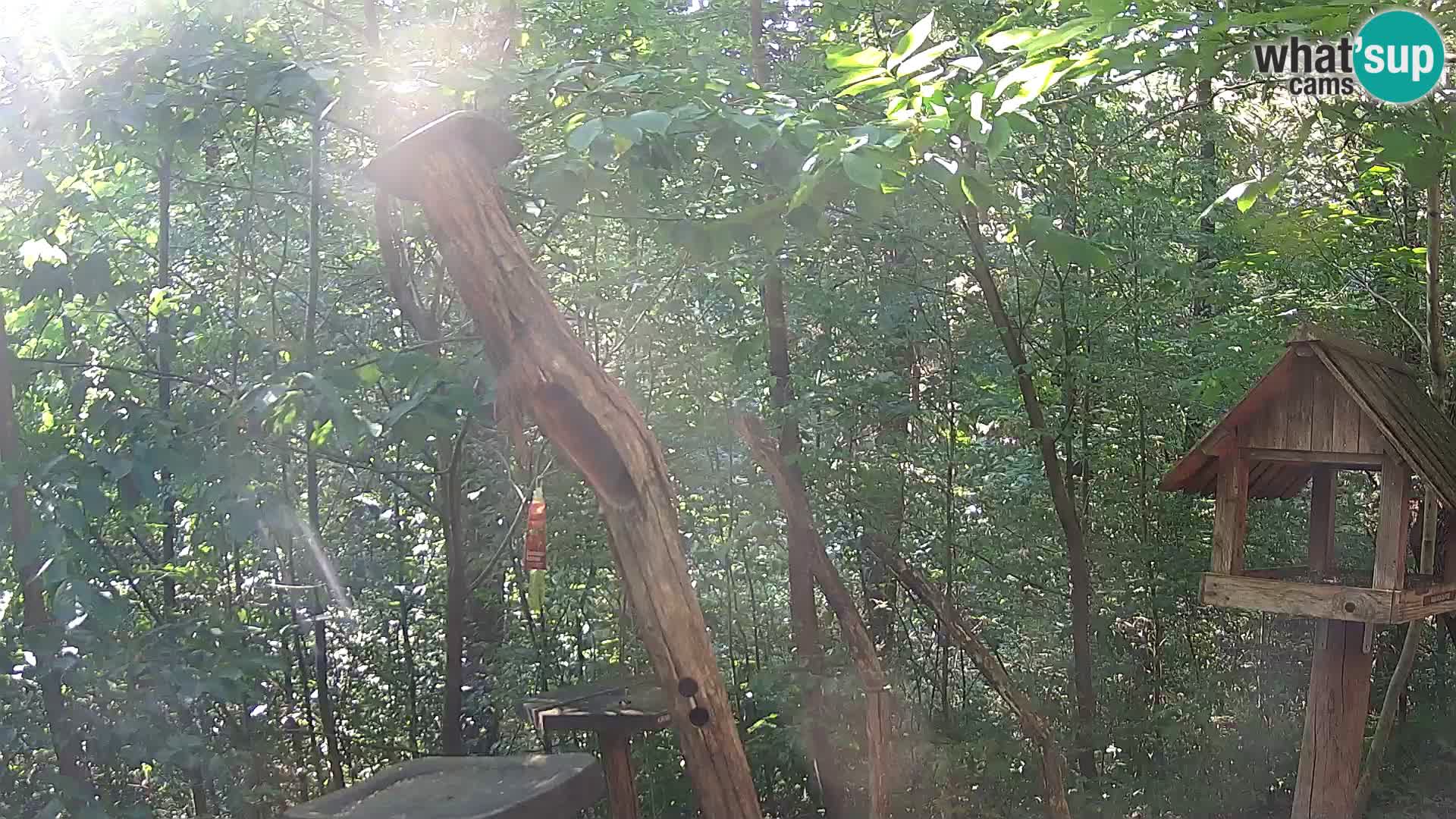 Bird feeders at ZOO Ljubljana webcam