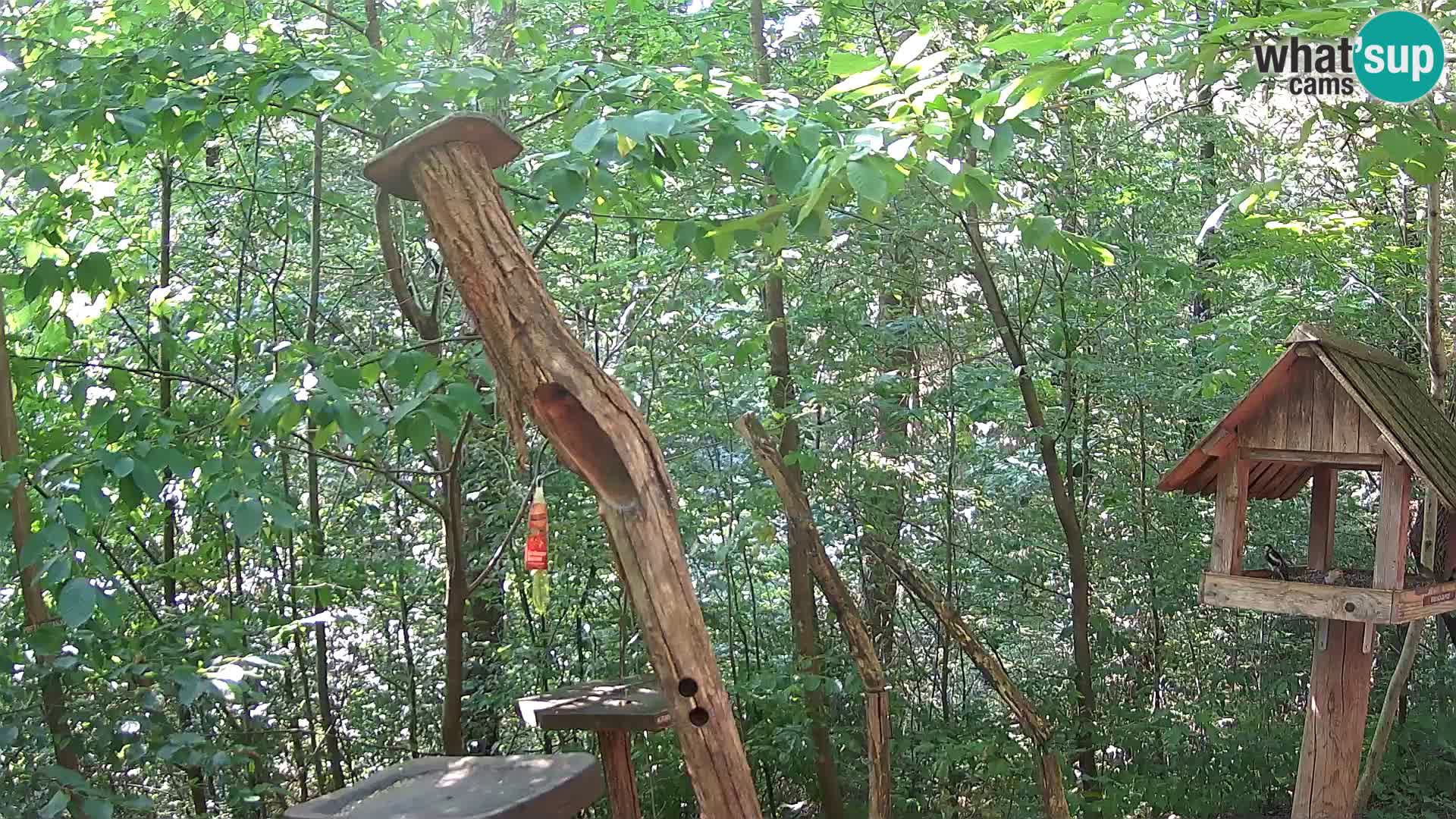 Mangiatoie per uccelli allo ZOO di Lubiana livecam