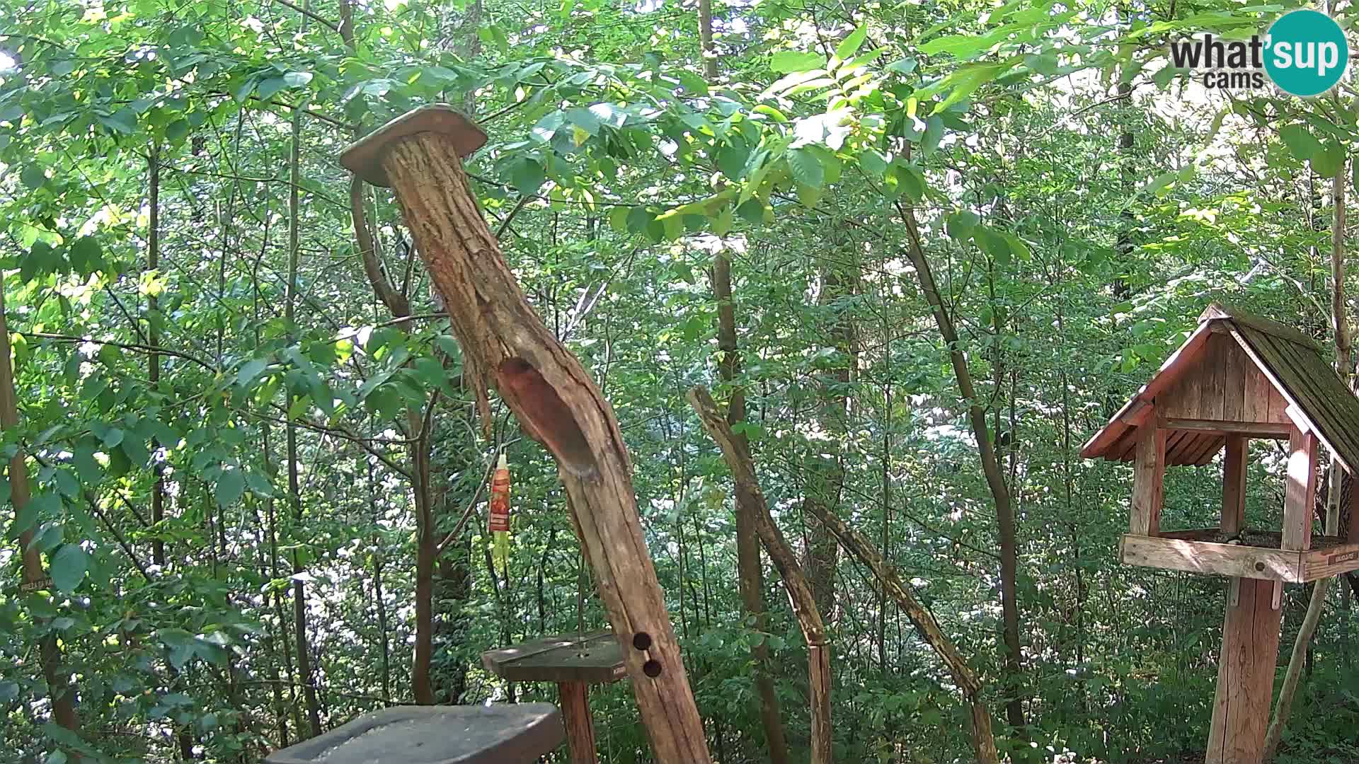 Krmilnice za ptiče v ZOO Ljubljana spletna kamera