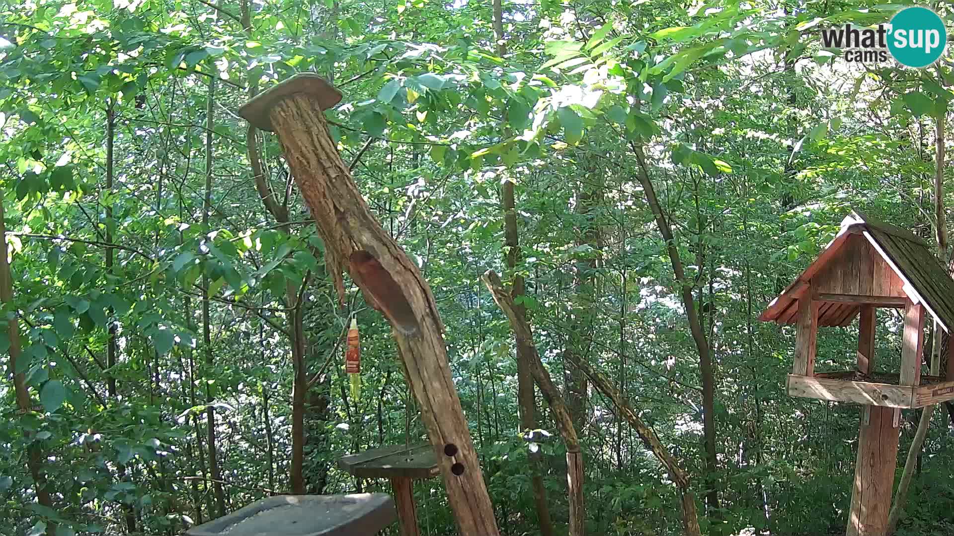 Hranilice za ptice u ZOO web kamera Ljubljana