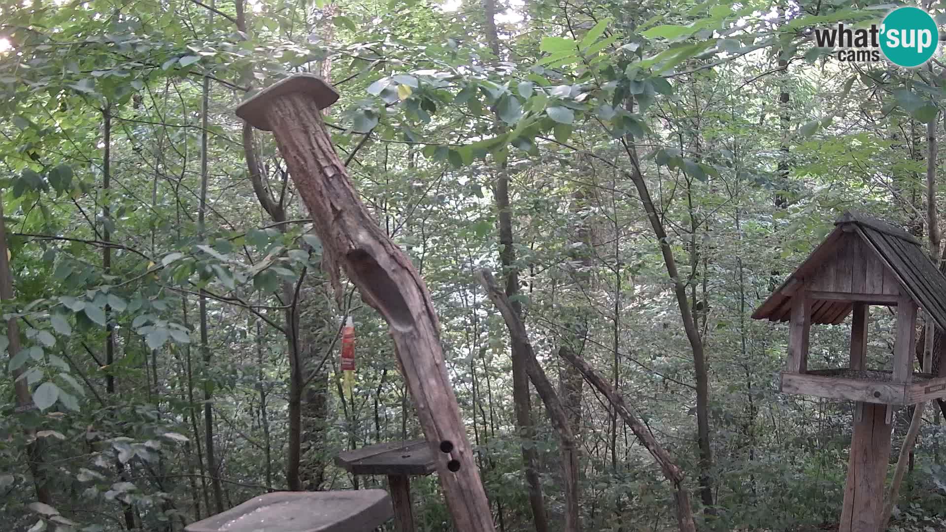 Vogelfutterhäuschen im ZOO webcam Ljubljana