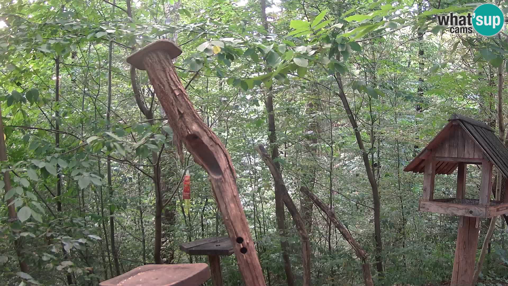 Mangiatoie per uccelli allo ZOO di Lubiana livecam