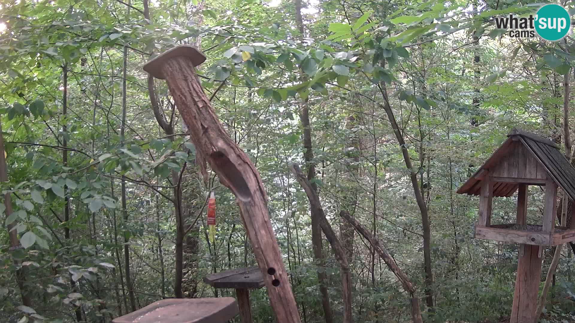 Mangeoires pour oiseaux au ZOO live webcam Ljubljana