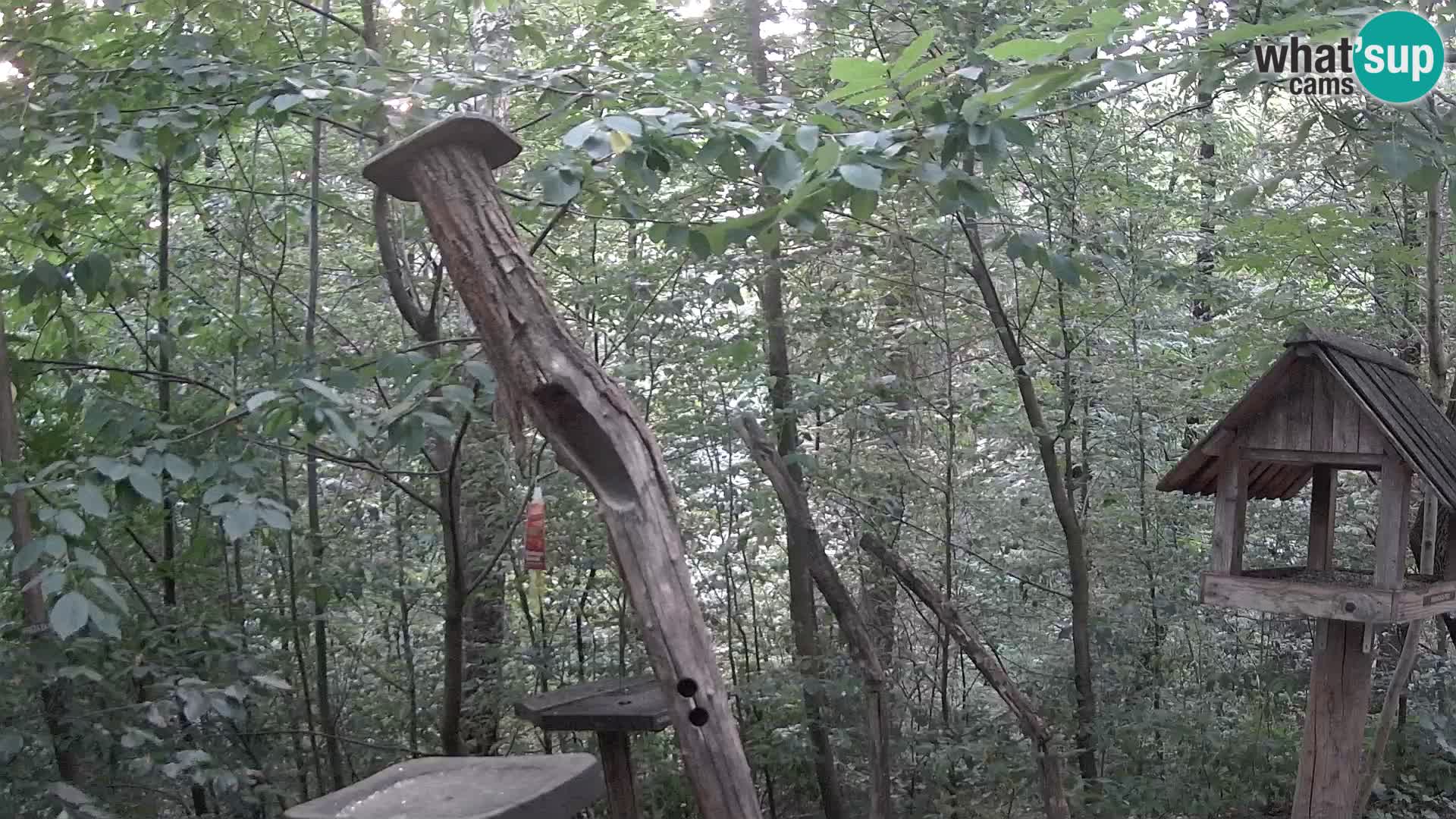 Comederos para pájaros en ZOO Ljubljana camera en vivo