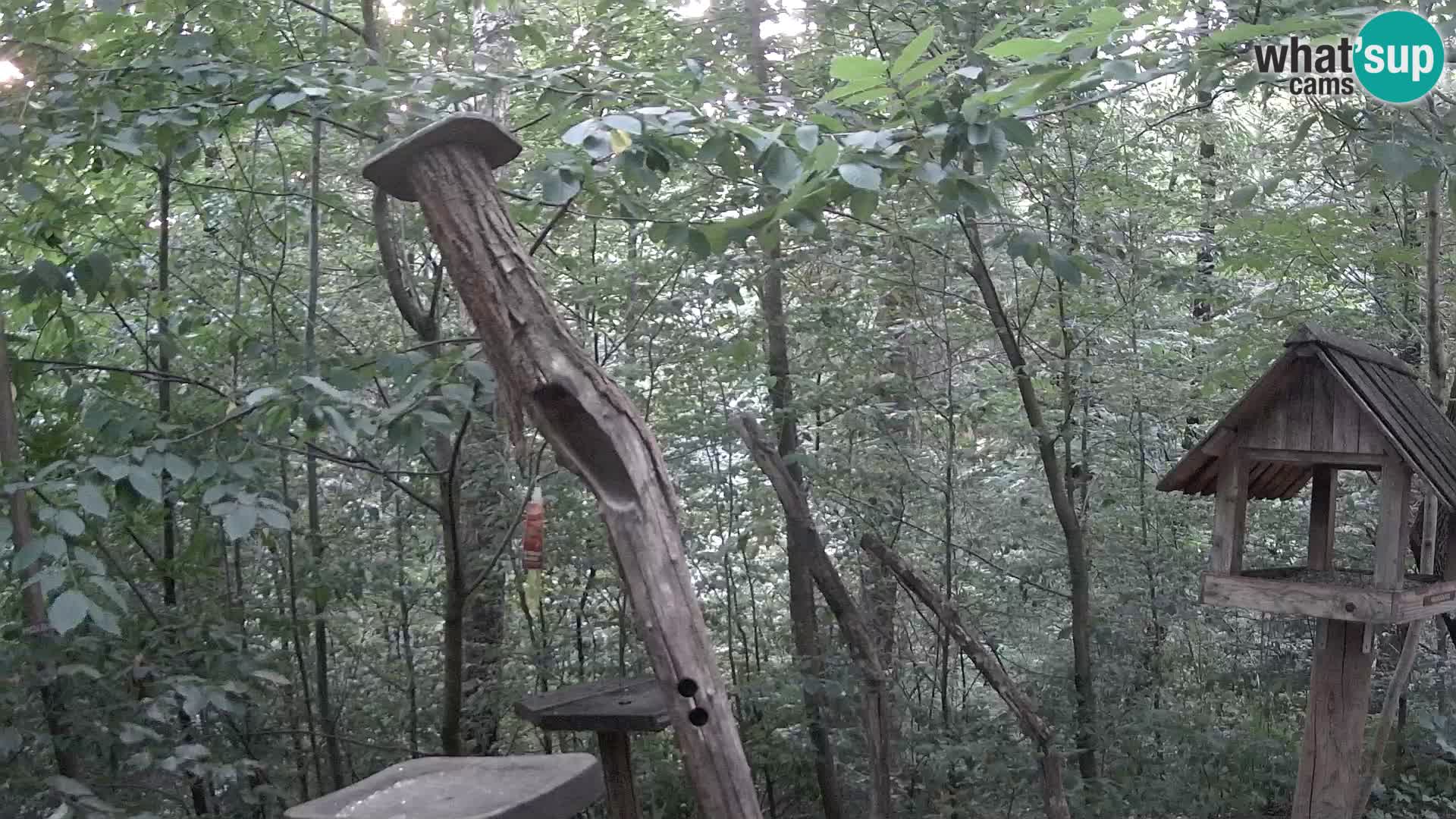Comederos para pájaros en ZOO Ljubljana camera en vivo