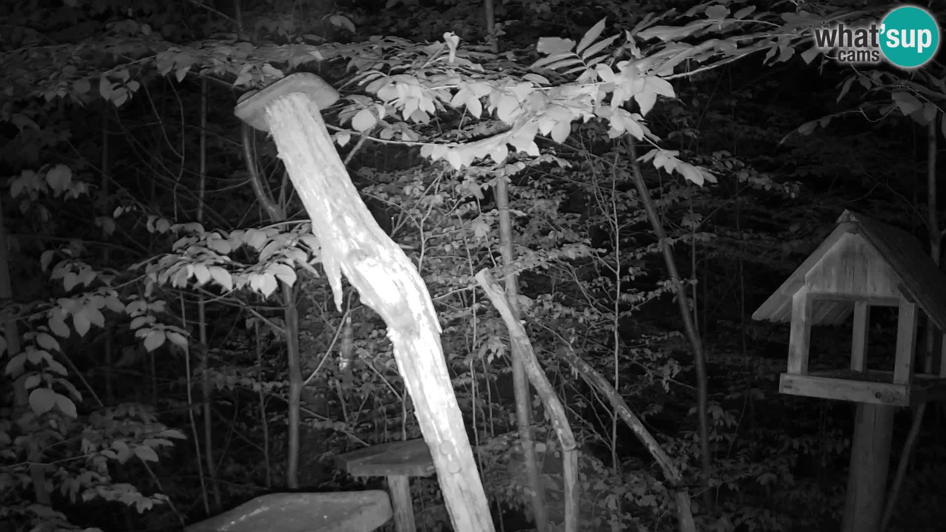 Bird feeders at ZOO Ljubljana webcam