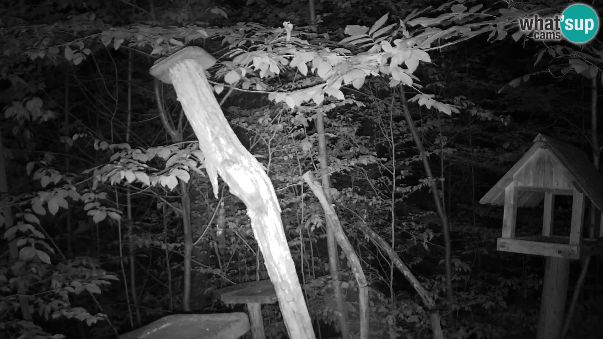 Vogelfutterhäuschen im ZOO webcam Ljubljana