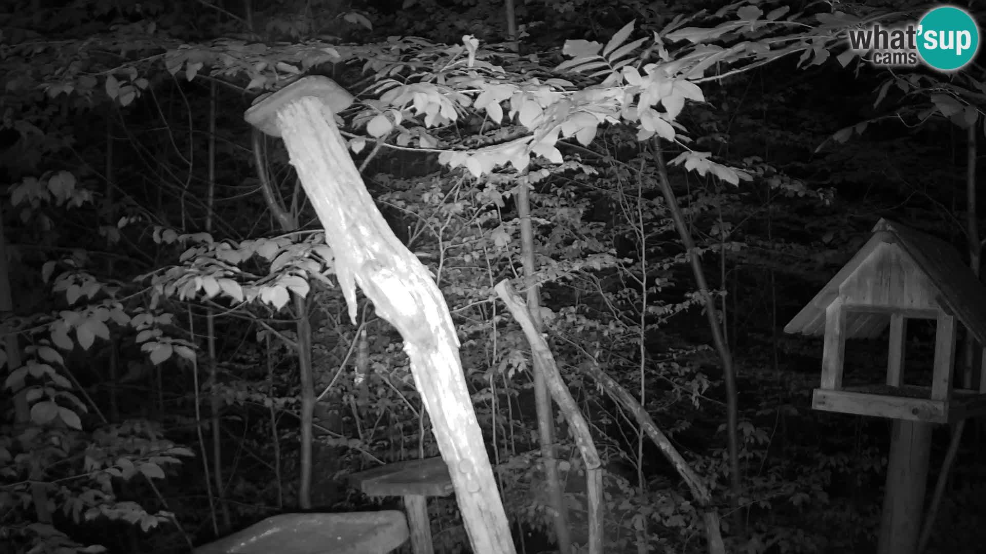 Mangiatoie per uccelli allo ZOO di Lubiana livecam