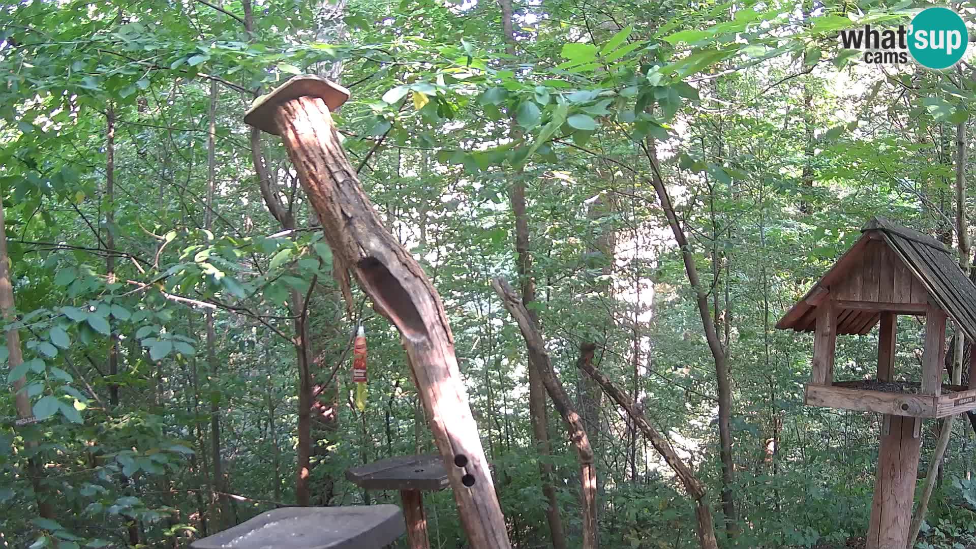 Bird feeders at ZOO Ljubljana webcam