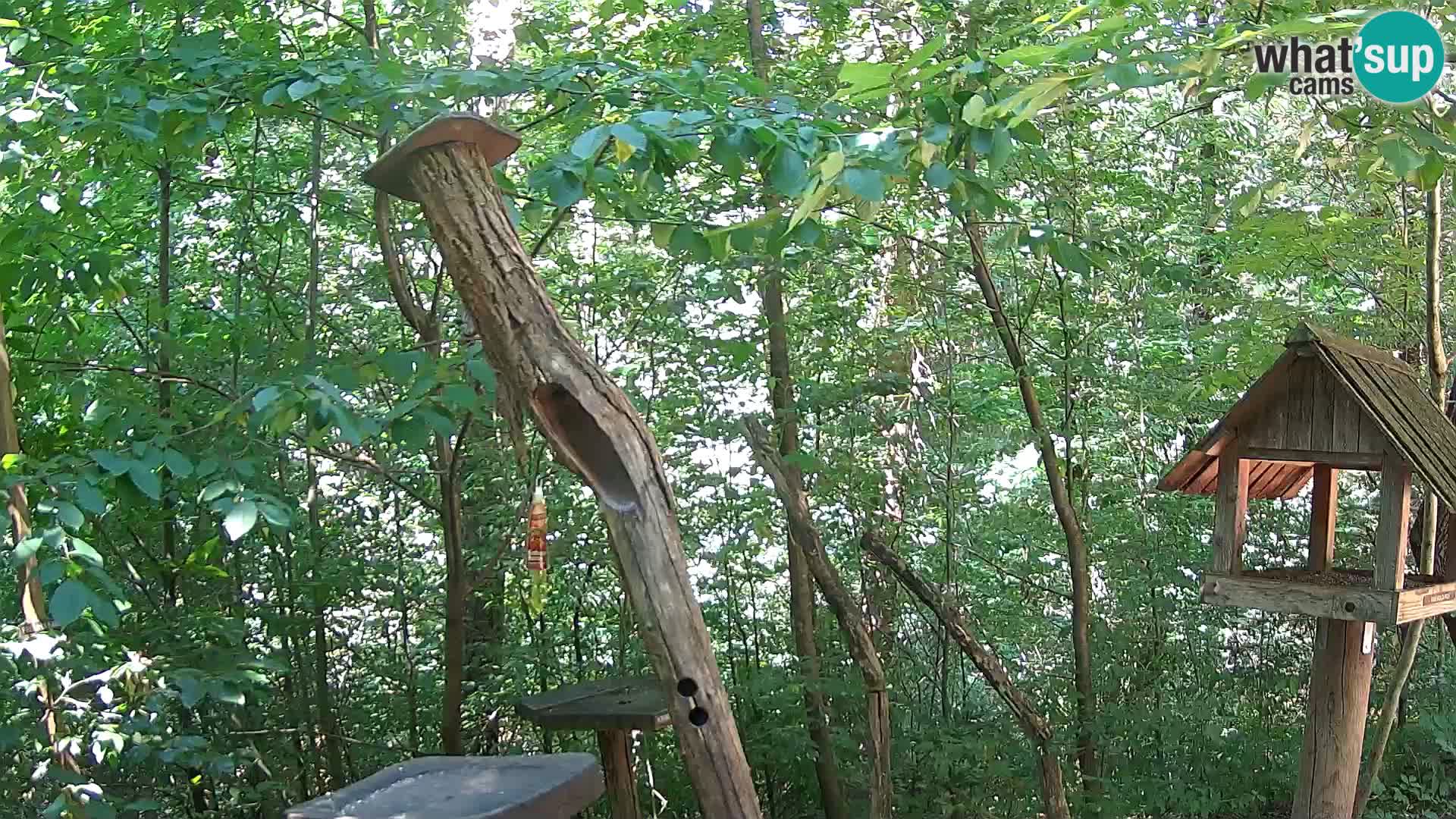 Bird feeders at ZOO Ljubljana webcam