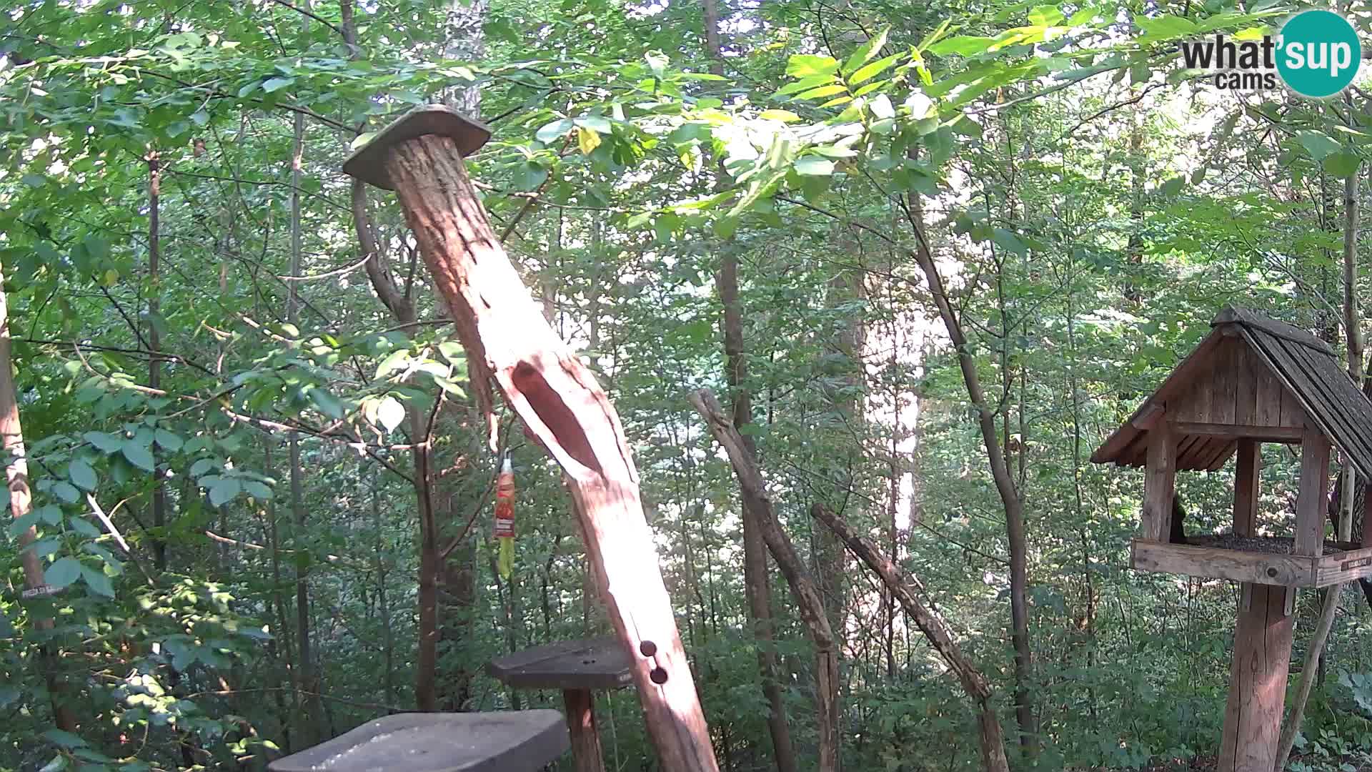 Bird feeders at ZOO Ljubljana webcam