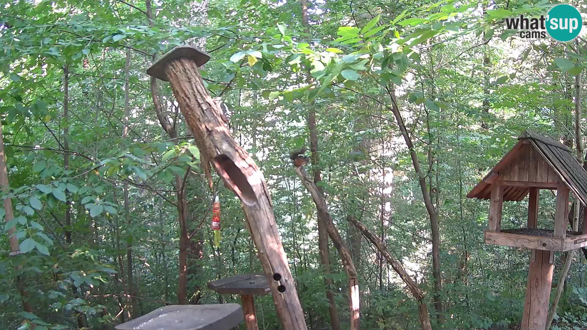 Mangiatoie per uccelli allo ZOO di Lubiana livecam