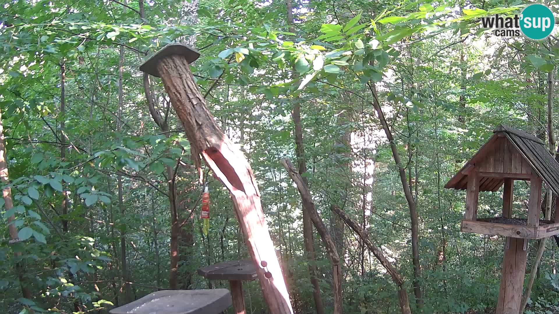 Vogelfutterhäuschen im ZOO webcam Ljubljana
