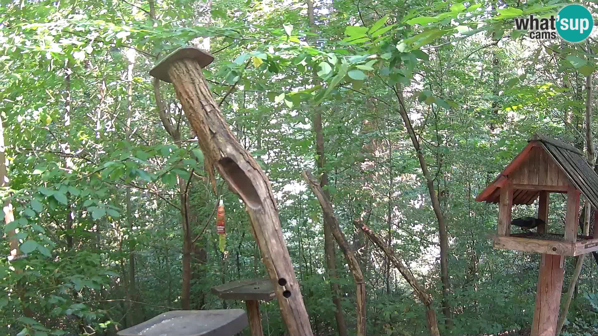 Vogelfutterhäuschen im ZOO webcam Ljubljana