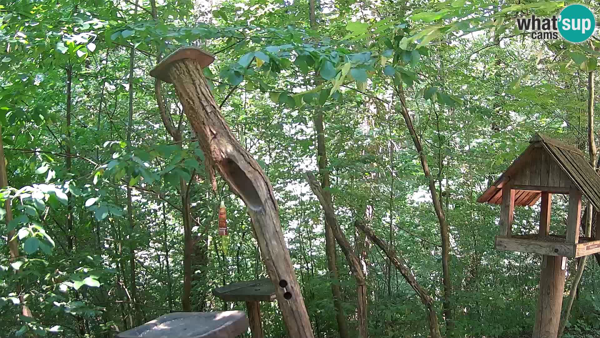 Mangiatoie per uccelli allo ZOO di Lubiana livecam