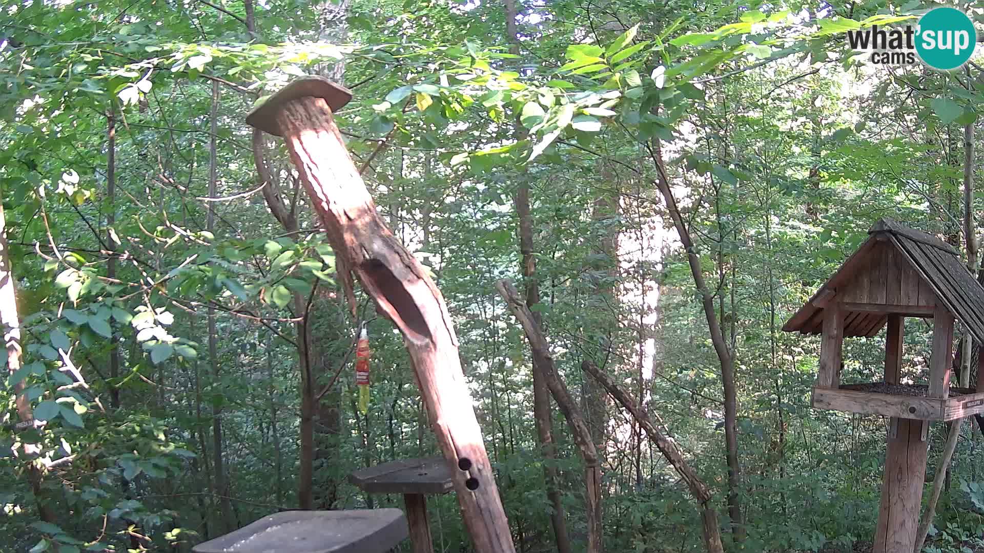 Vogelfutterhäuschen im ZOO webcam Ljubljana