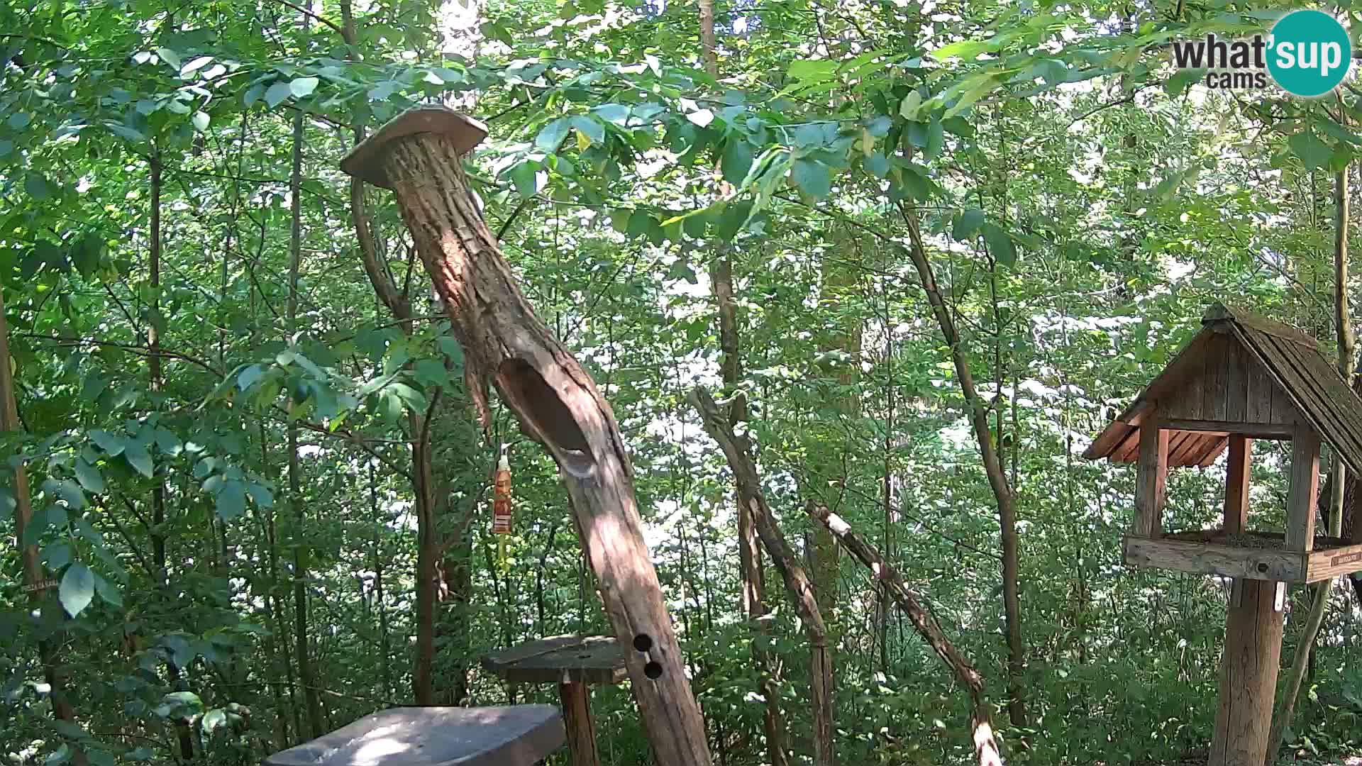 Vogelfutterhäuschen im ZOO webcam Ljubljana