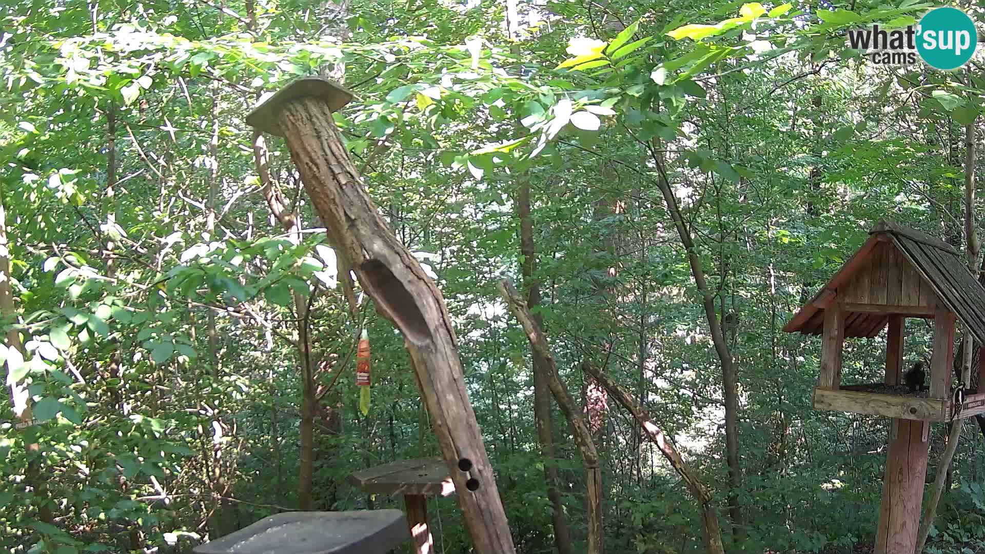 Vogelfutterhäuschen im ZOO webcam Ljubljana