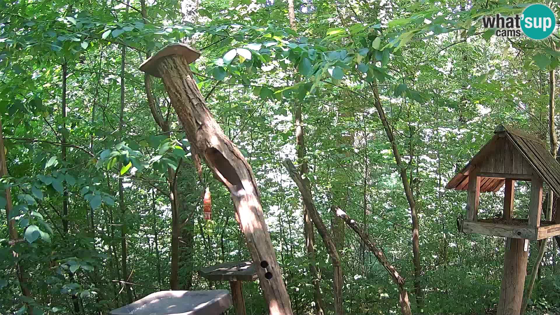 Bird feeders at ZOO Ljubljana webcam