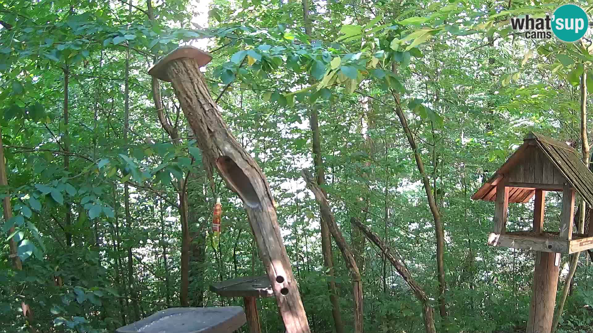 Comederos para pájaros en ZOO Ljubljana camera en vivo