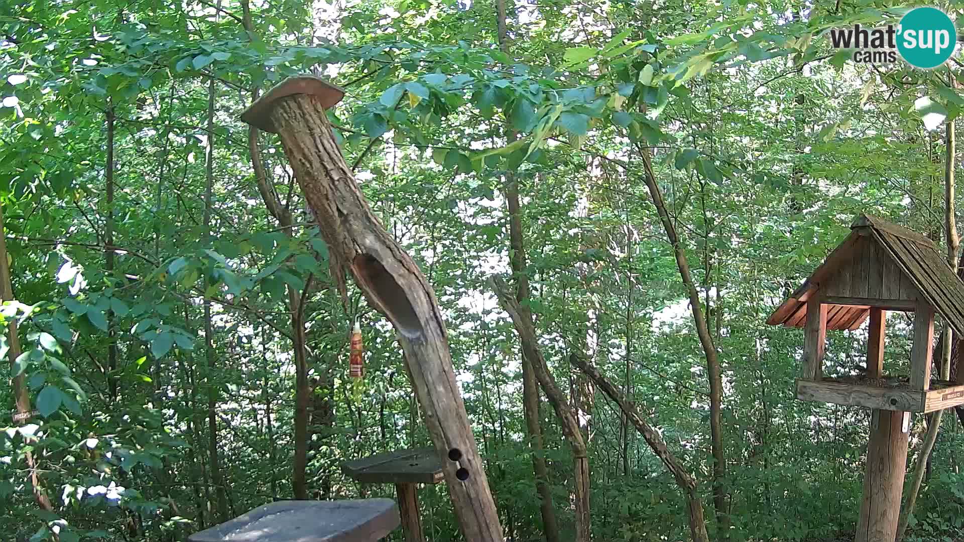 Comederos para pájaros en ZOO Ljubljana camera en vivo