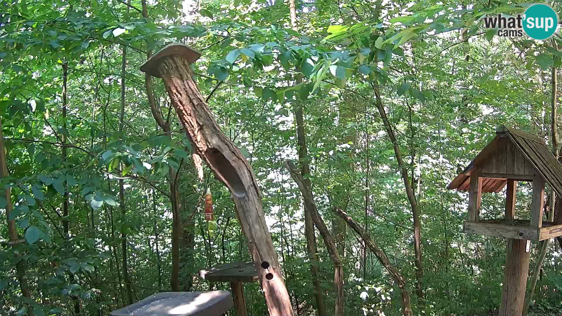 Mangiatoie per uccelli allo ZOO di Lubiana livecam