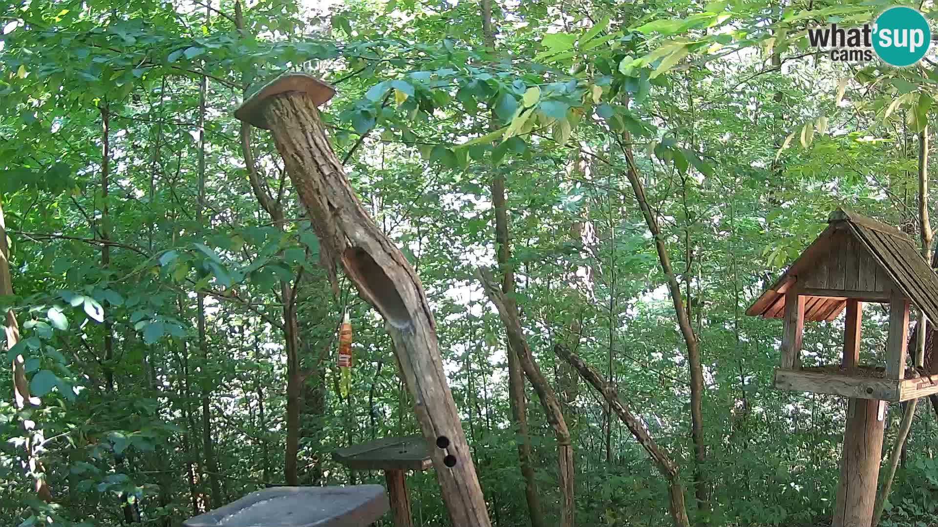 Mangeoires pour oiseaux au ZOO live webcam Ljubljana