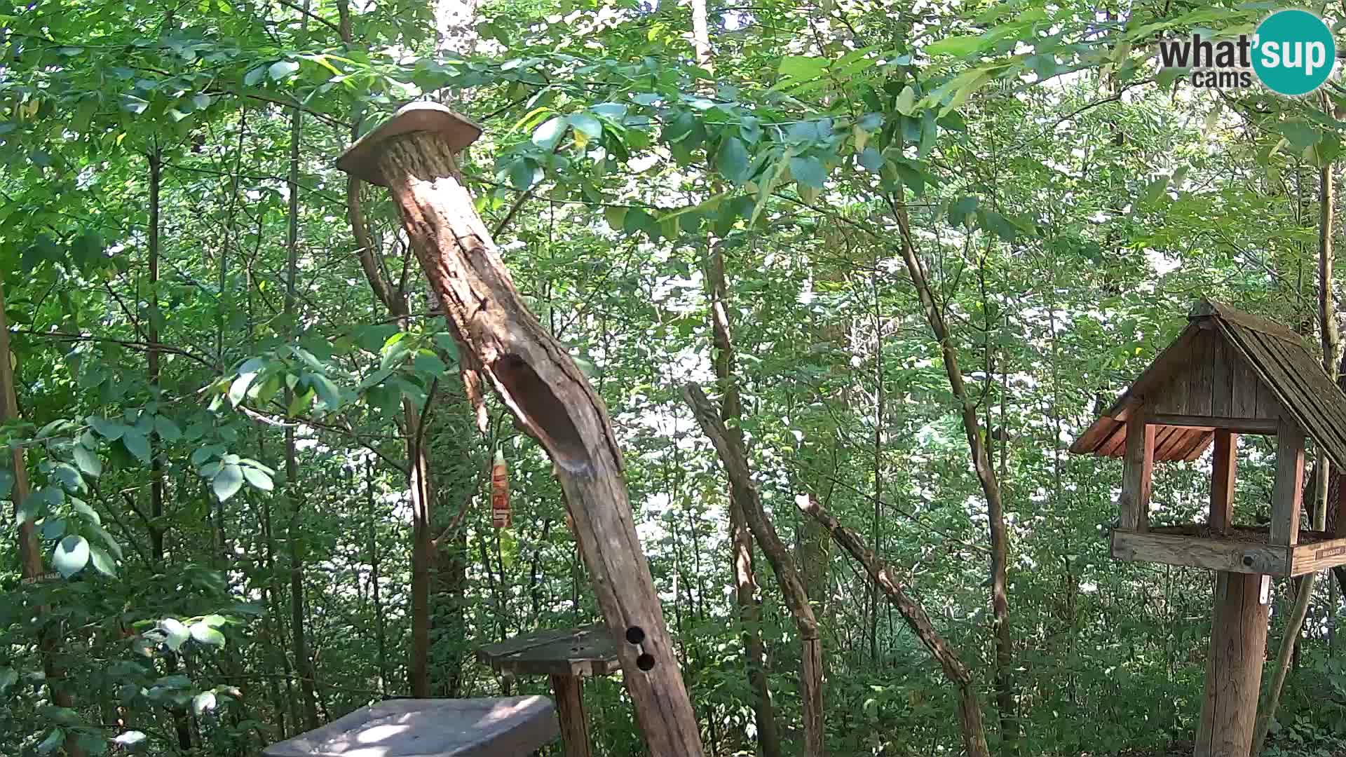 Mangeoires pour oiseaux au ZOO live webcam Ljubljana