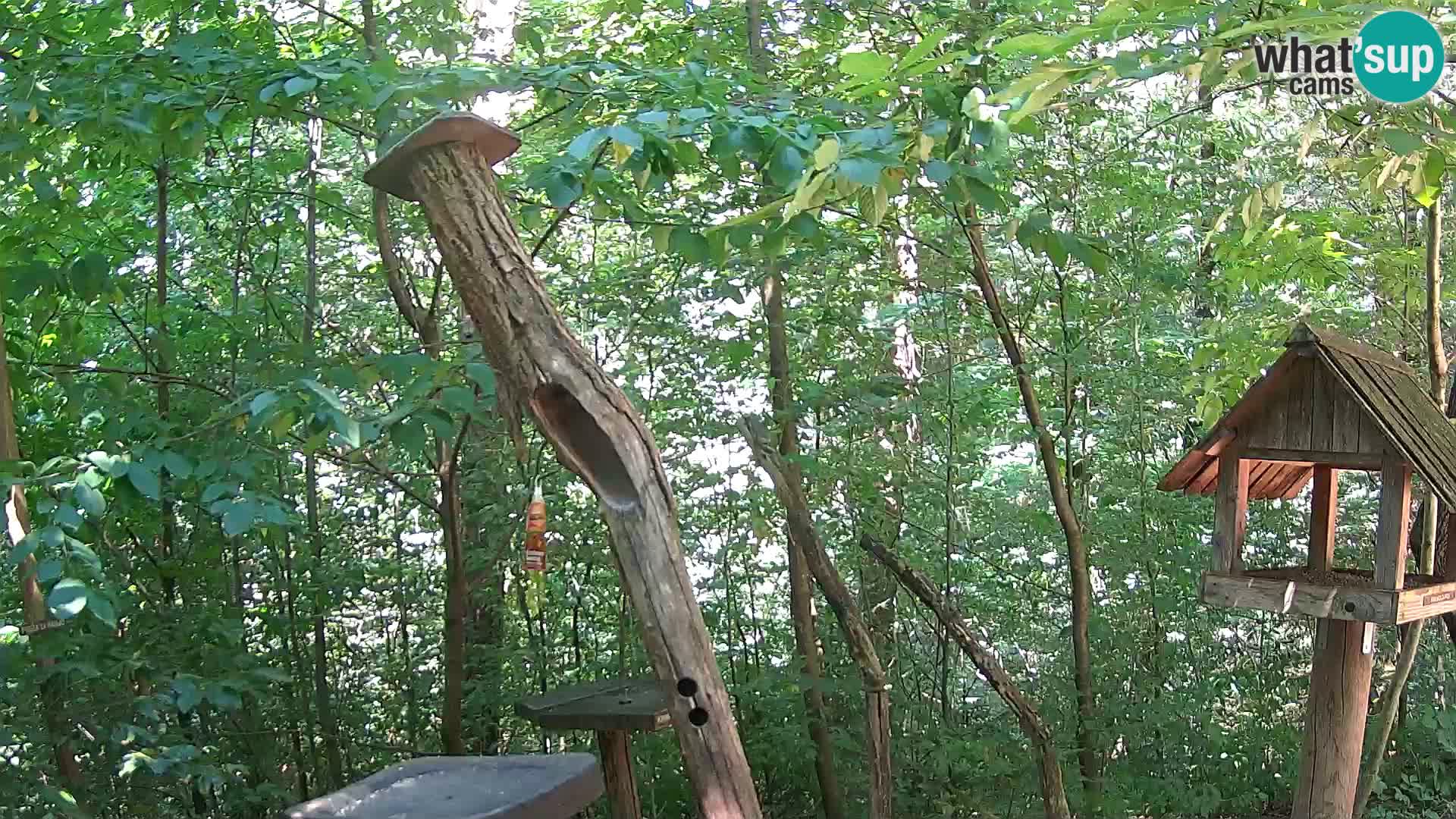 Krmilnice za ptiče v ZOO Ljubljana spletna kamera