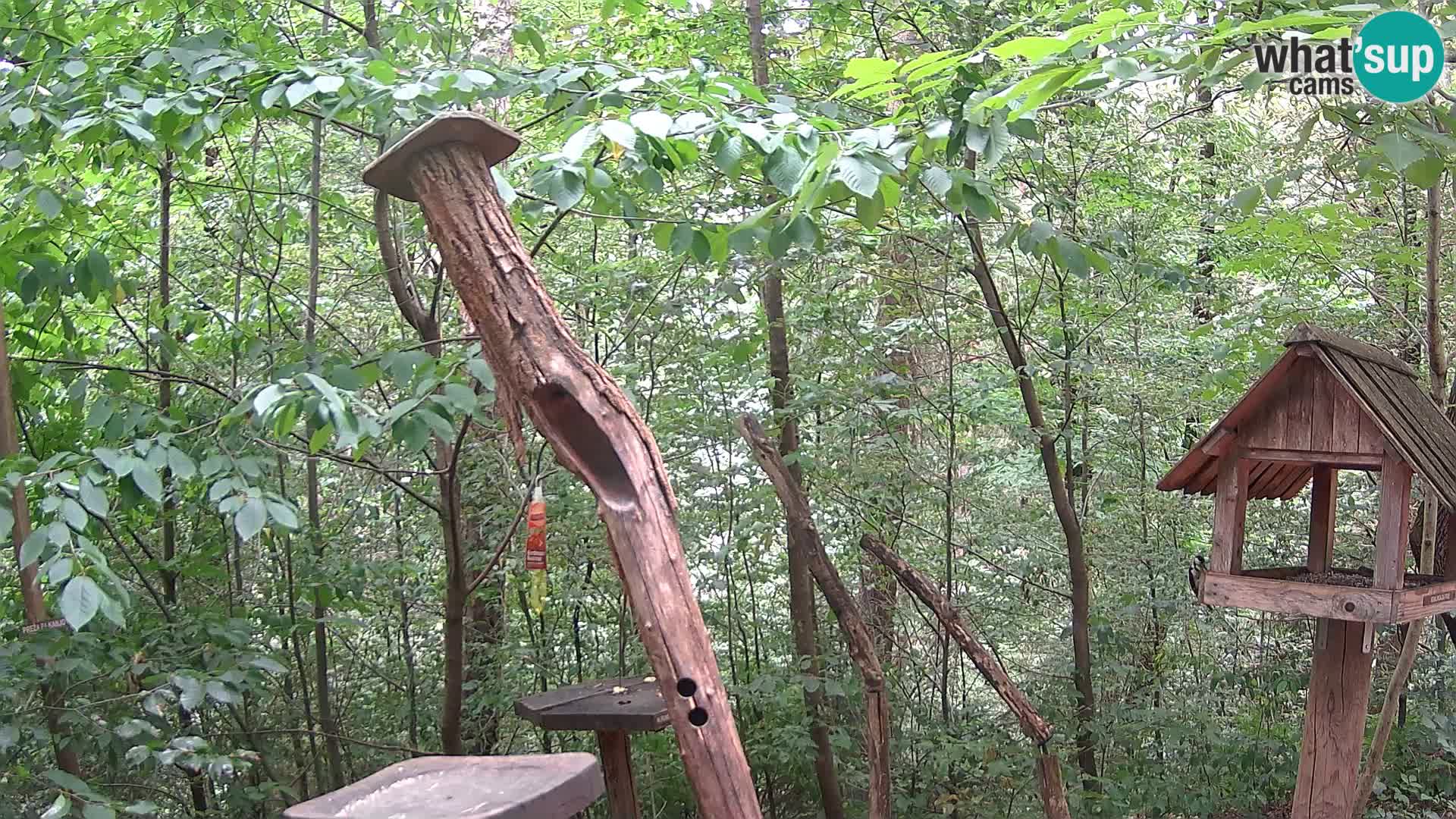 Bird feeders at ZOO Ljubljana webcam