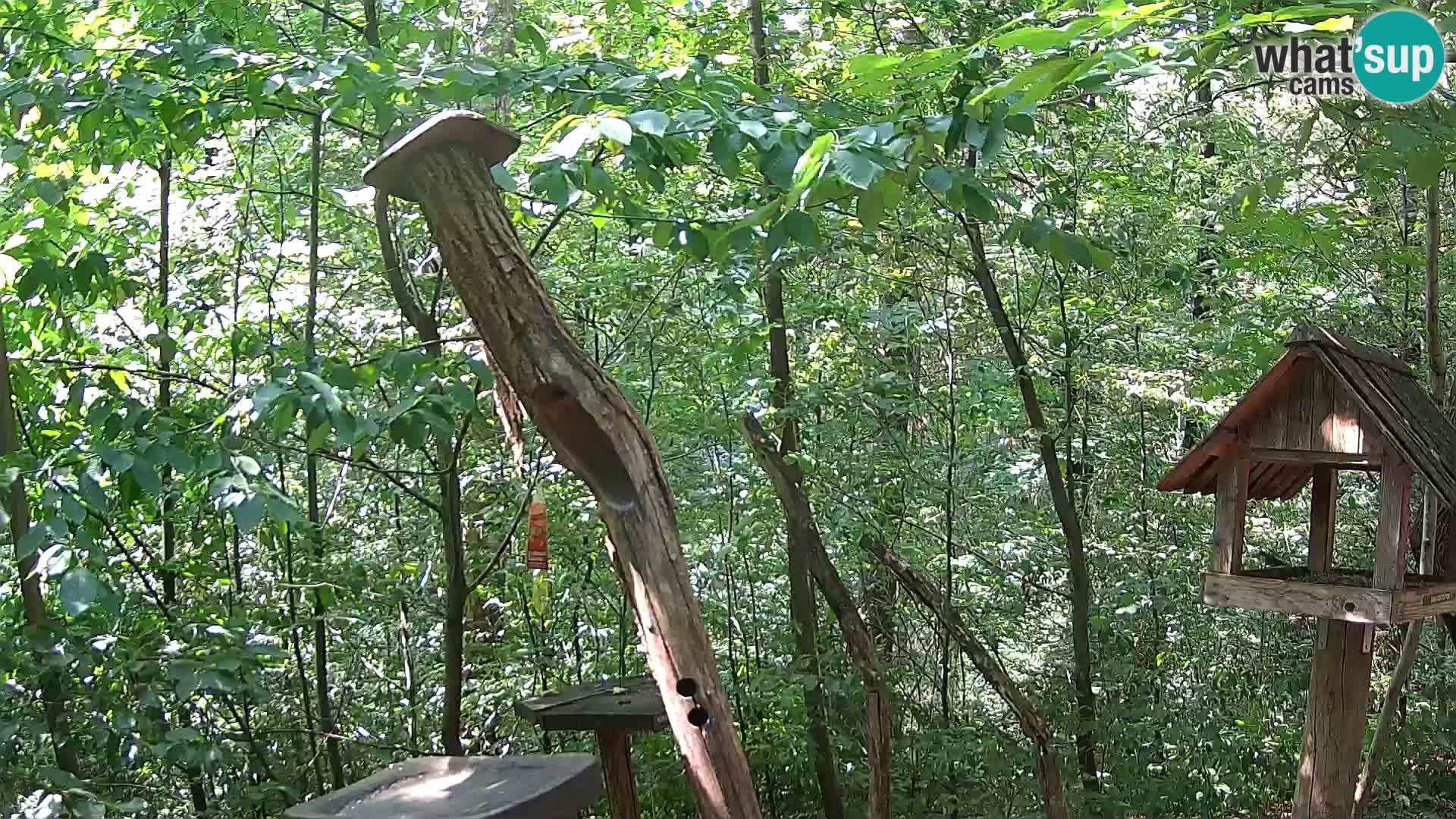 Bird feeders at ZOO Ljubljana webcam